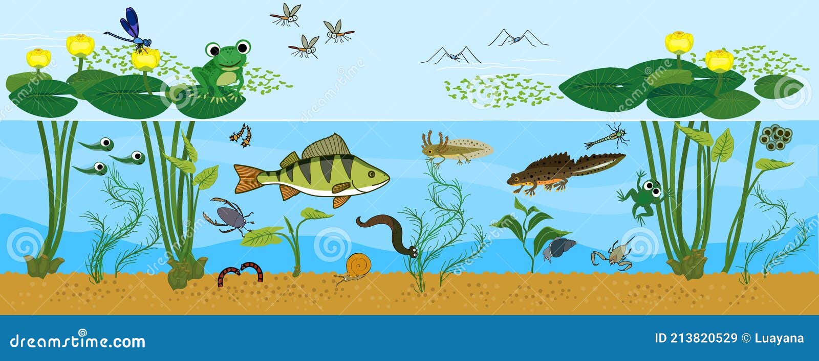 ecosystem of pond. animals living in pond. diverse inhabitants of pond in their natural